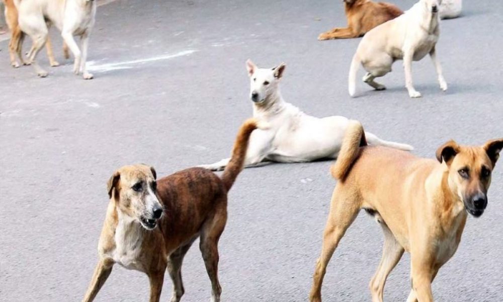 Inhuman act in UP’s Bareilly: Drunk man eats puppies tail, ears with salt after chopping it, dogs condition critical