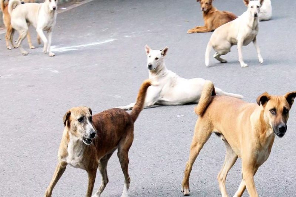 Shocking! Mumbai man allegedly rapes stray dog in Andheri, arrested