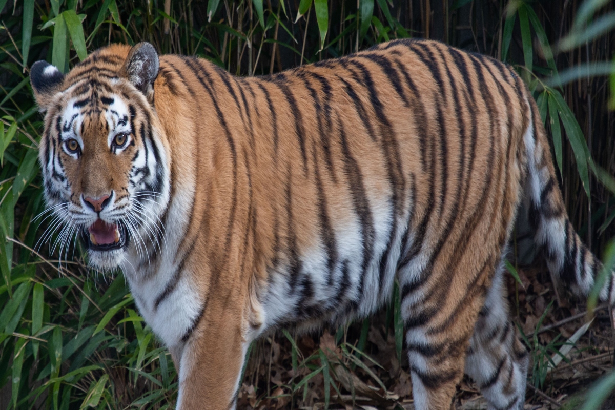 Brave mother fights off tiger with bare hands to save 15-month-old son