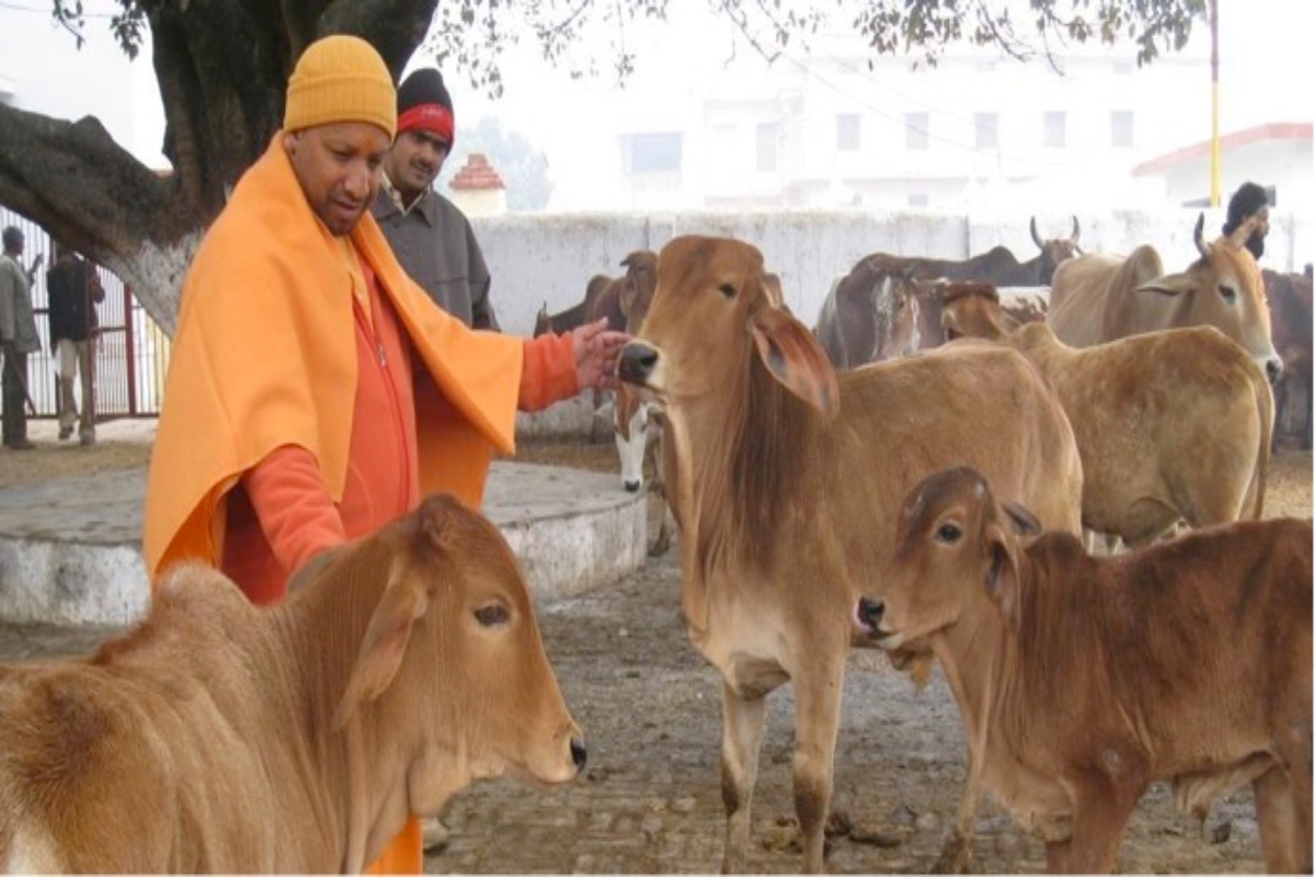 yogi with cows