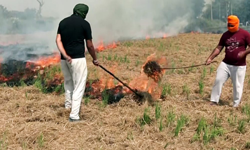 700 incidents of stubble burning reported in Punjab this year so far, says Minister