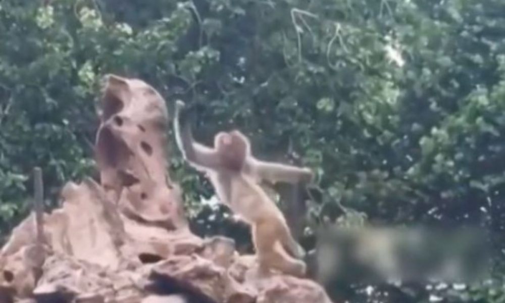 Have you ever seen a monkey doing pole dance? If not, check out this video