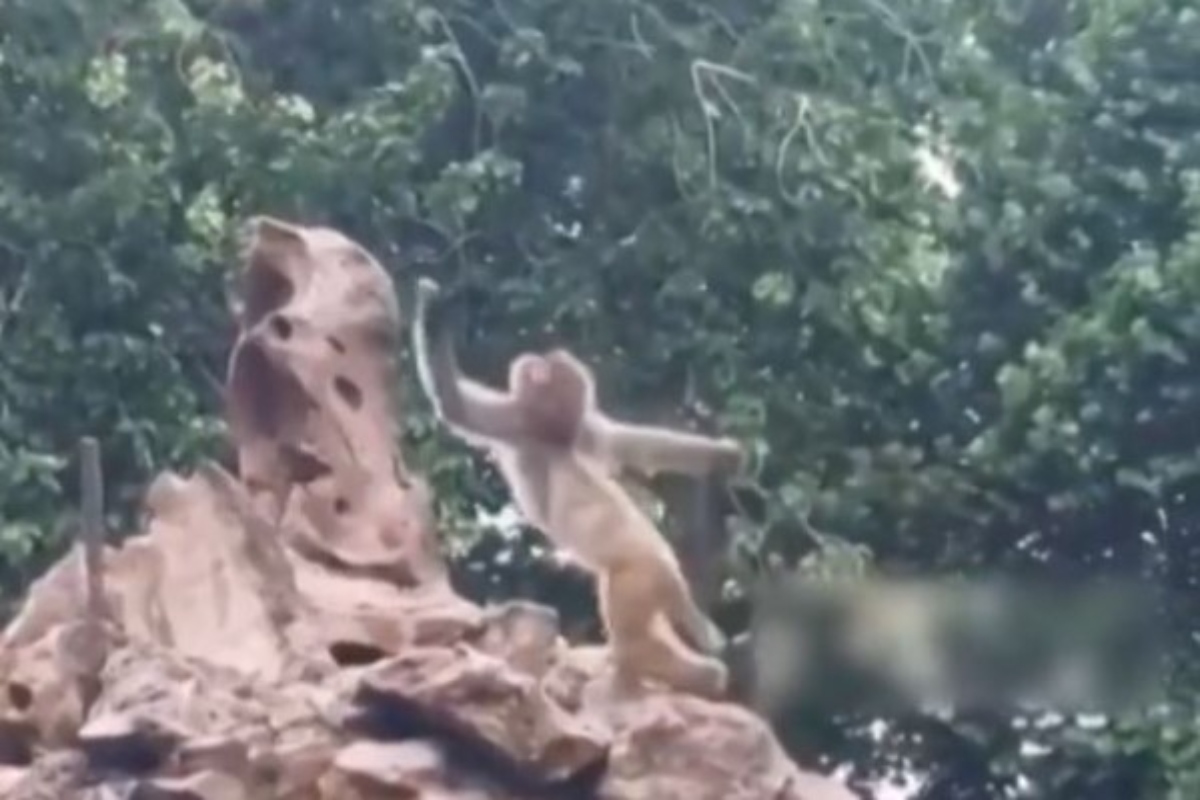 Have you ever seen a monkey doing pole dance? If not, check out this video