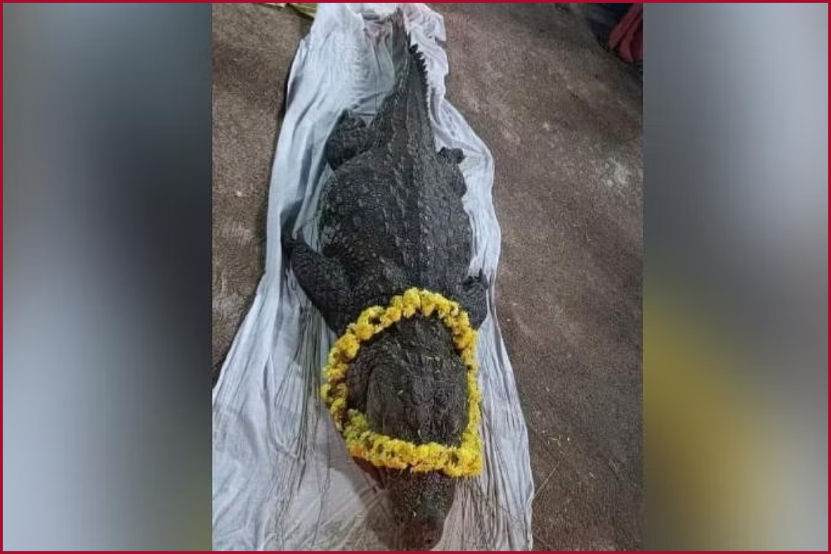Who was Babiya? Vegetarian crocodile that lived in Kerala temple pond dies