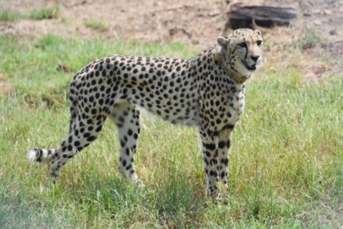 Centre sets up 9-member taskforce for monitoring cheetahs in Kuno National Park