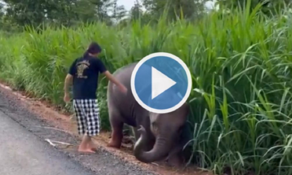 Viral video: Baby elephant’s ‘thank you gesture’ to girl who rescued it from mud