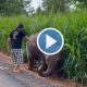 girl - baby elephant
