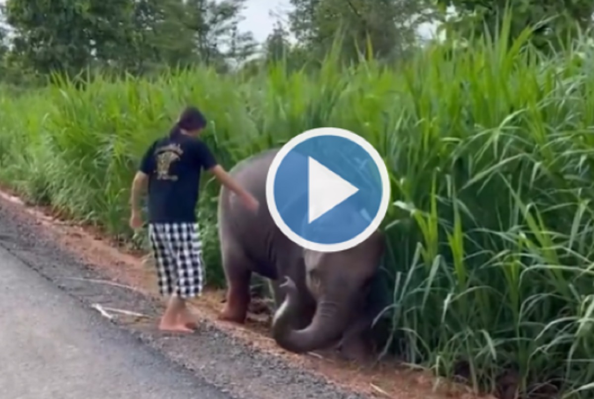 Viral video: Baby elephant’s ‘thank you gesture’ to girl who rescued it from mud