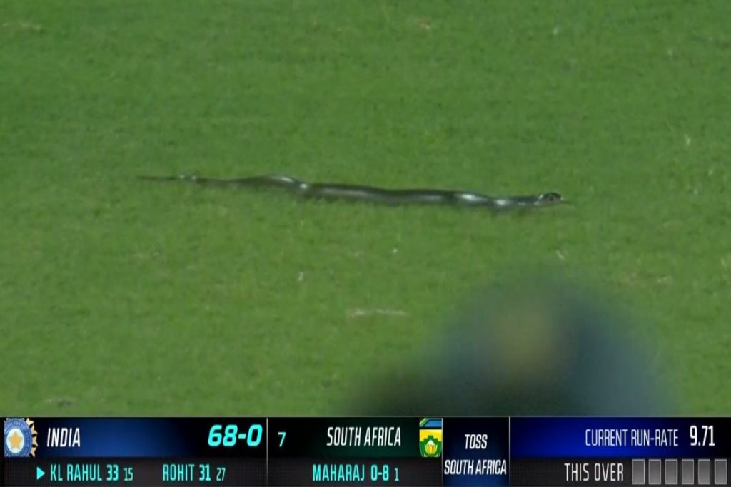 snake in ind vs sa