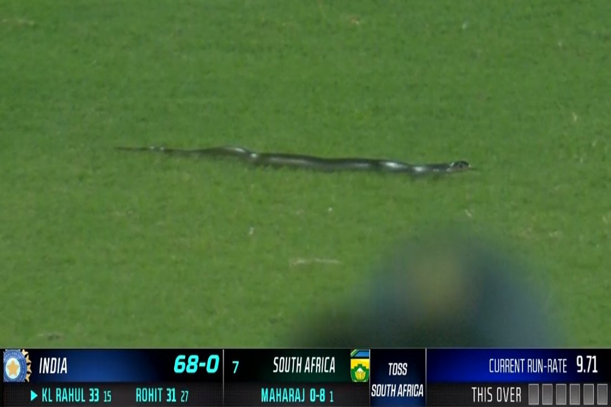 IND v SA: After bees, dogs, now snake enters field to halt game…WATCH