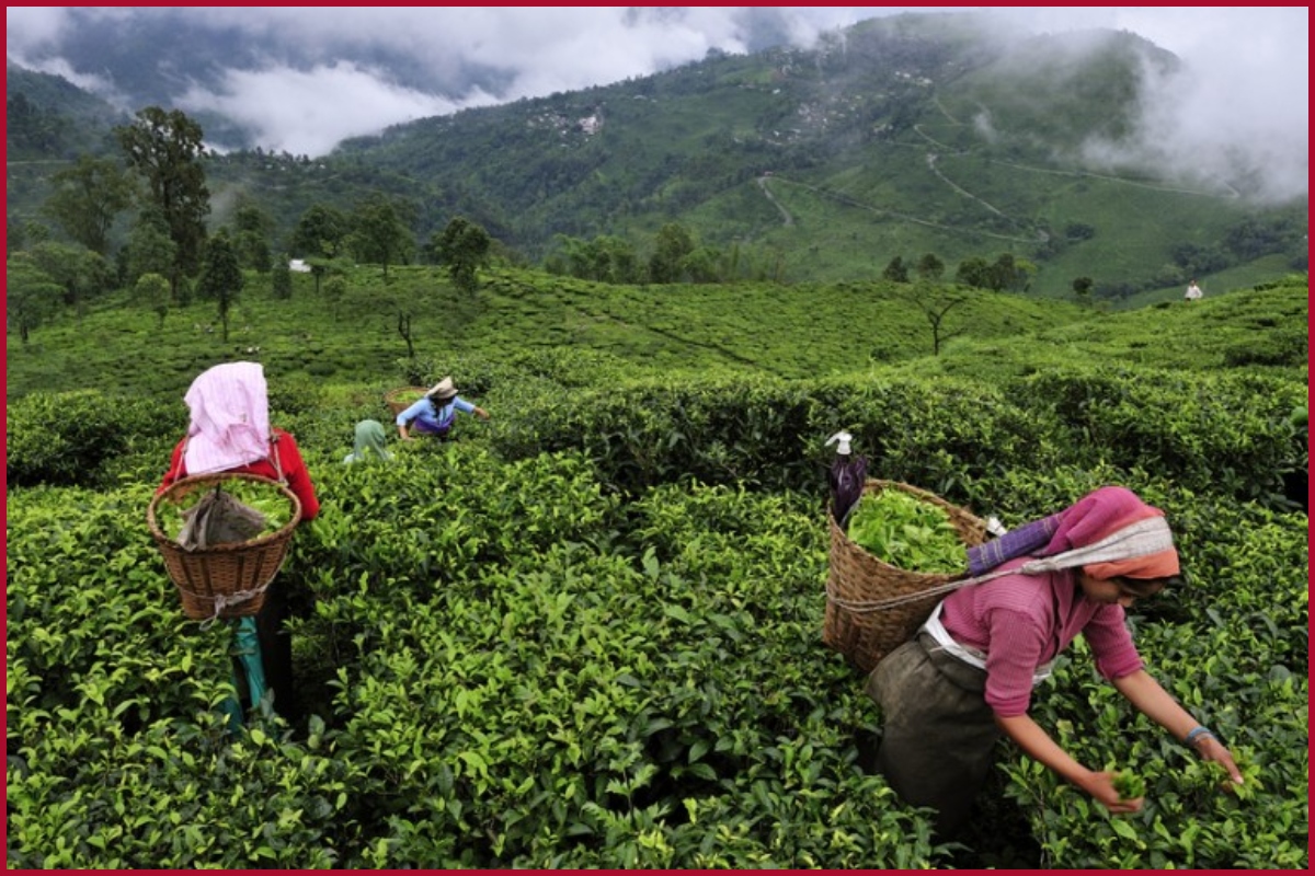 EXCLUSIVE: A big, big problem with Darjeeling tea