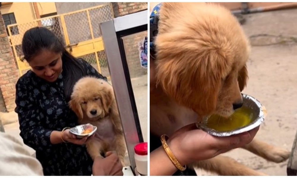 Woman offers golgappa to pet dog, netizens call it so cute (WATCH)
