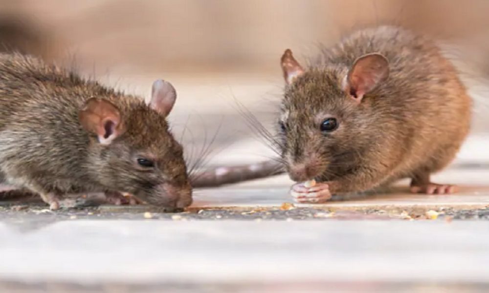 Mathura rats turned druggie? ‘Rodents ate over 500 kg marijuana’, ‘helpless’ cops tell court