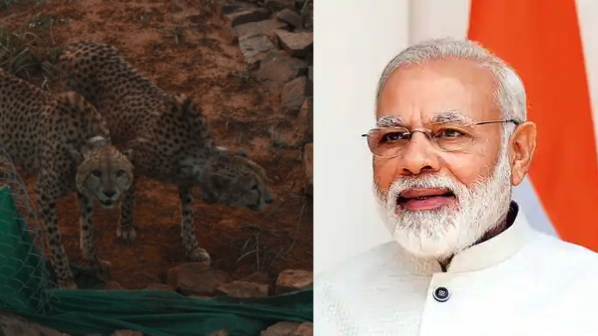 “Great news!” PM Modi delighted over release of 2 cheetahs in Kuno National Park’s bigger enclosure