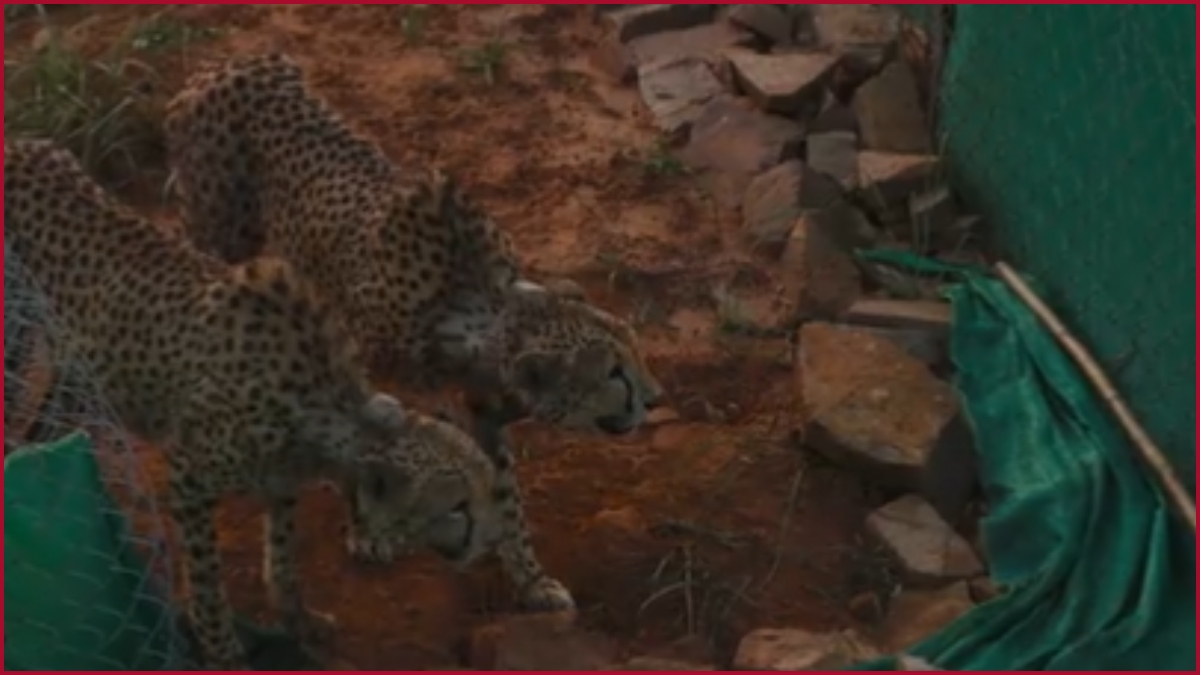 Kuno Cheetahs make their first hunt a day after shifting to large enclosure