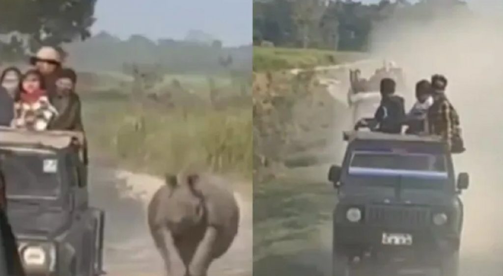 Rhino chases jeep safari - Kaziranga