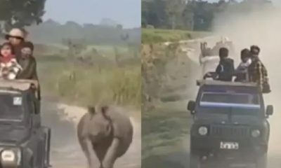 Rhino chases jeep safari - Kaziranga