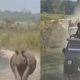 Rhino chases jeep safari - Kaziranga