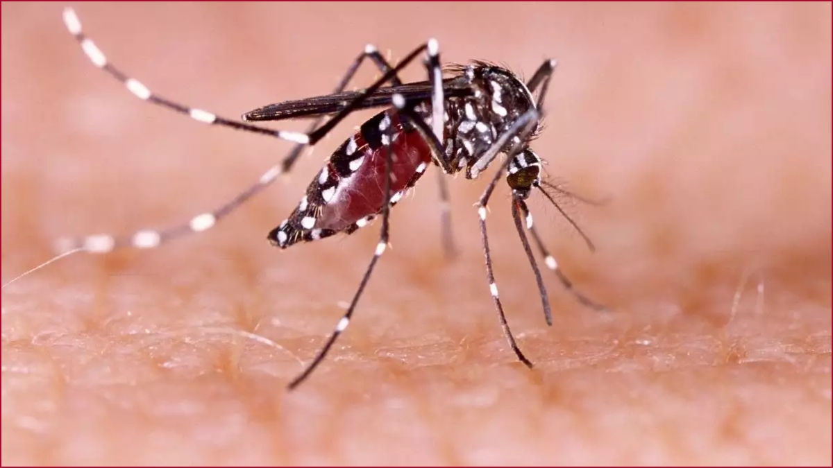 India should be ready to fight Zika virus in case of an outbreak: NTAGI chief