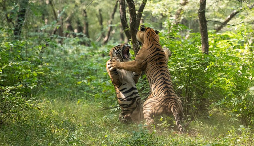 2 tigers fight -- T 57 and T 58