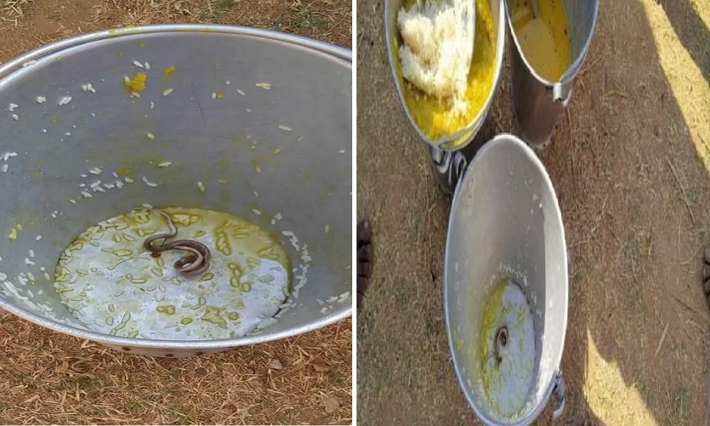 Bengal shocker: Snake found in mid-day meal; many children fall ill, hospitalized