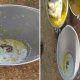 Snake in mid-day meal