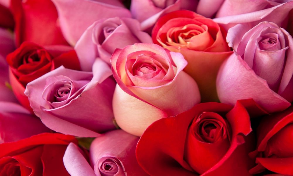 Rose Day 2023: Different colours of roses to offer your Valentine and their significance