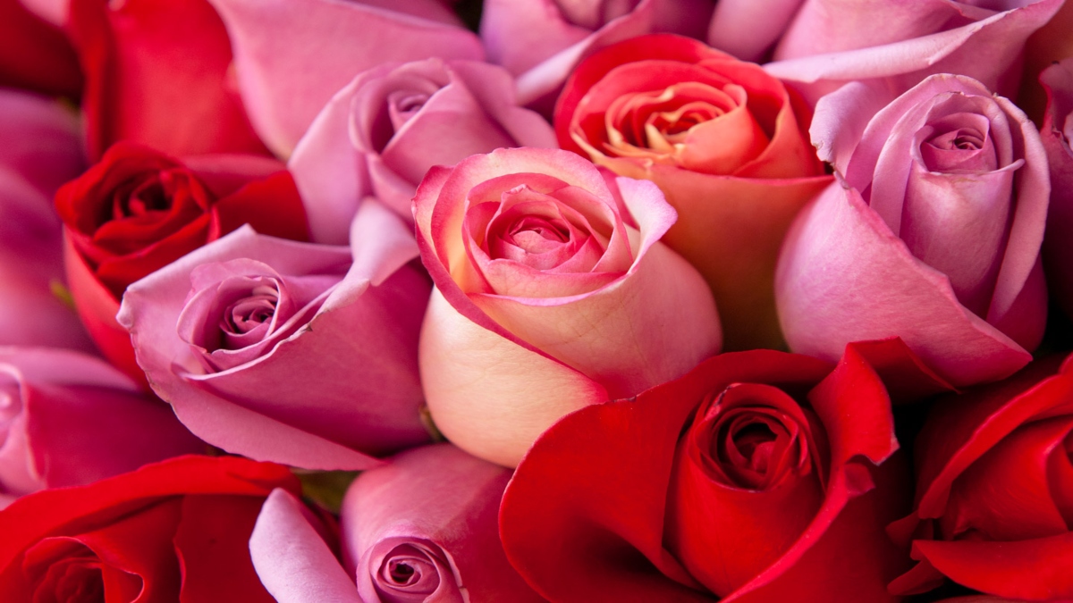 Rose Day 2023: Different colours of roses to offer your Valentine and their significance