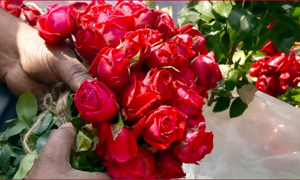 Why Rose day is celebrated on 7th February?