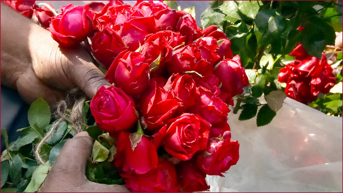 Why Rose day is celebrated on 7th February?