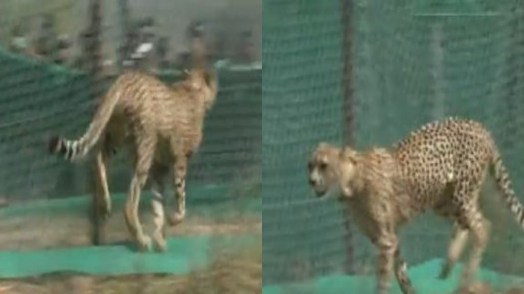 shivraj release cheetah