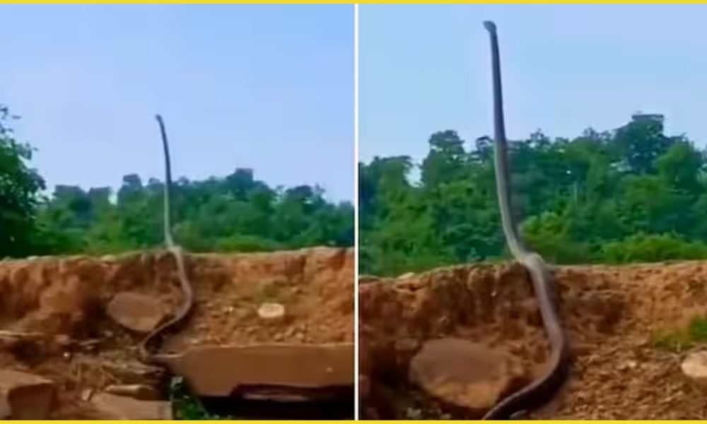 Viral clip of a standing King Cobra stuns the web (VIDEO)