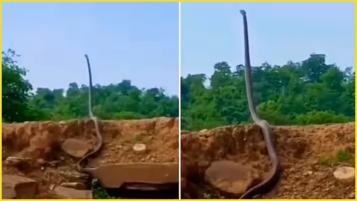 Viral clip of a standing King Cobra stuns the web (VIDEO)