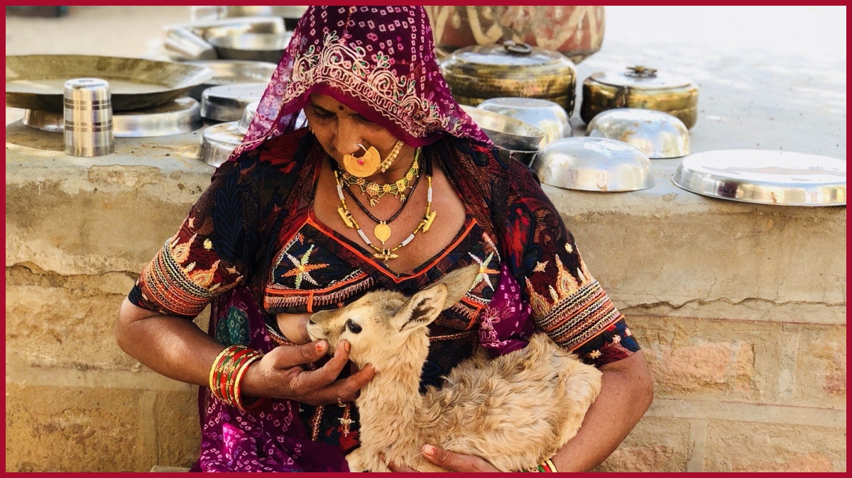 Bishnoi Community: 10 Things you need to know about India’s original eco-warriors