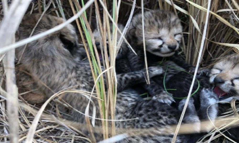 4 baby cheetahs born at Kuno National Park, CM Shivraj tweets ‘congratulations’