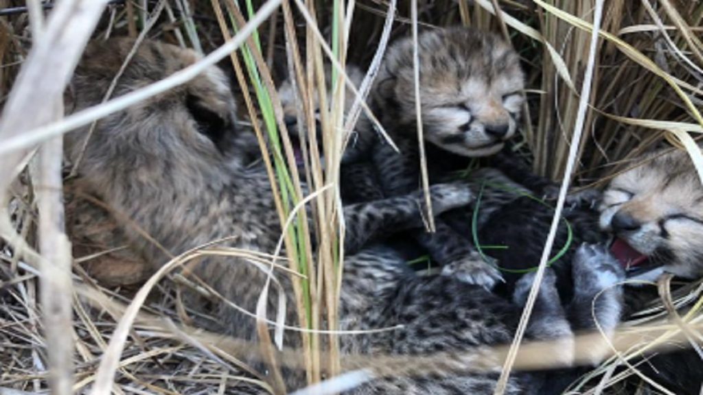 Cheetah cubs born