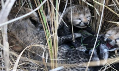Cheetah cubs born