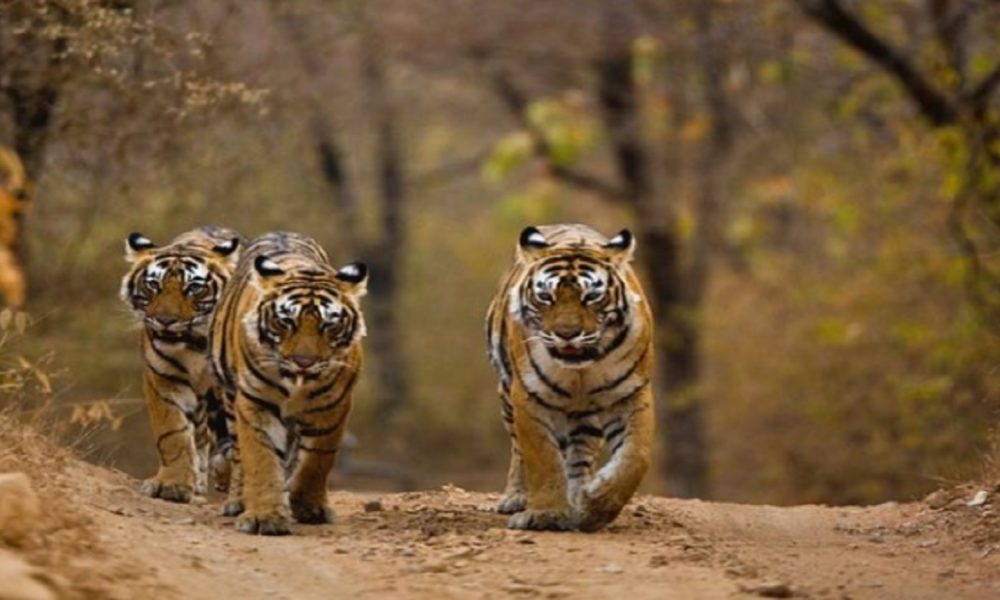 Know about Madhav National Park of MP that will see introduction of 3 tigers today