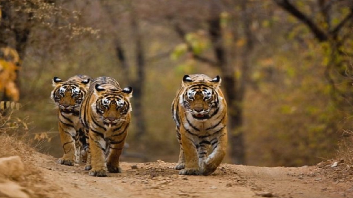 Know about Madhav National Park of MP that will see introduction of 3 tigers today