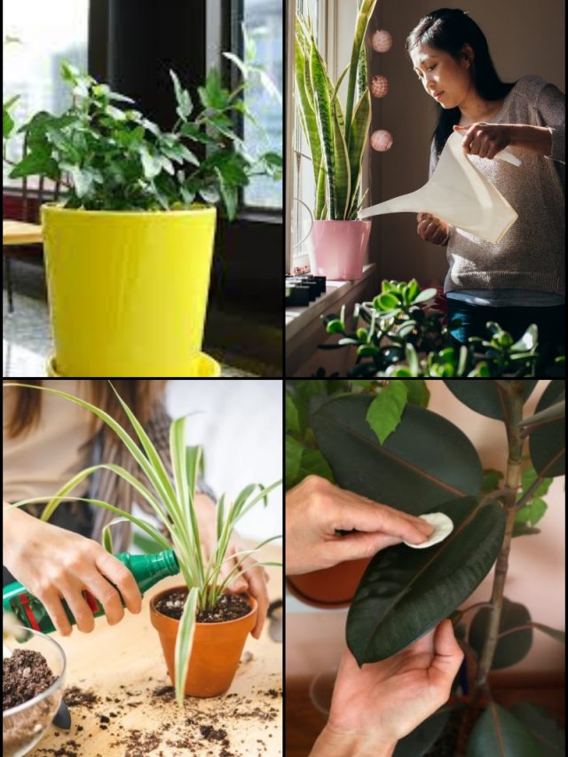 Giving Indoor Plants A ‘Cheerful Life’: 10 Tips