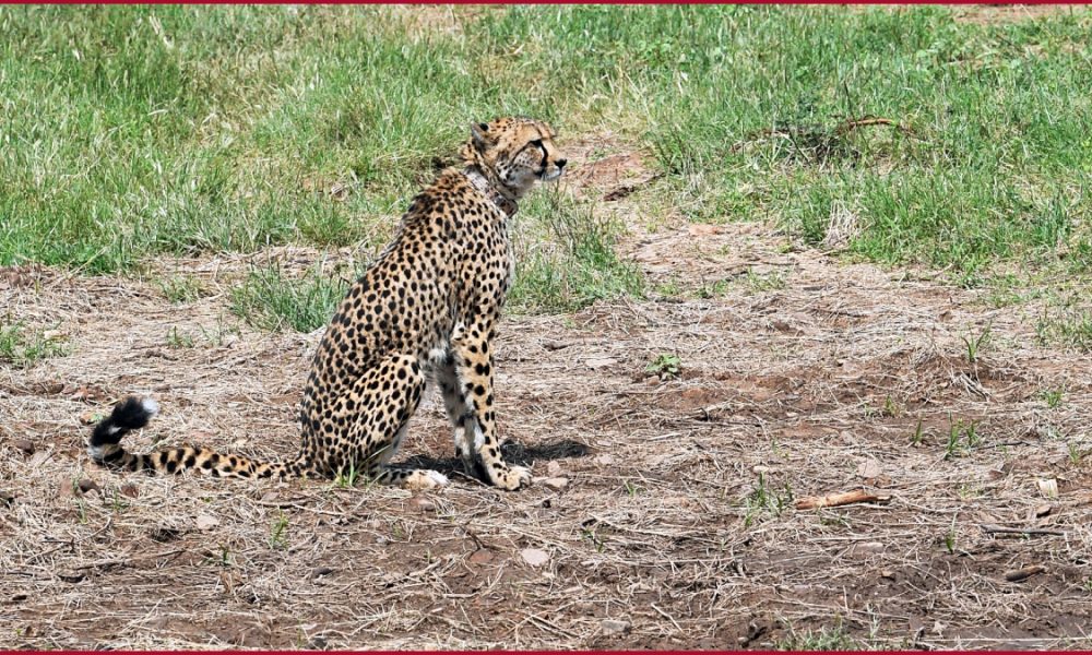 Male cheetah, Uday from South Africa dies in MP’s Kuno National Park