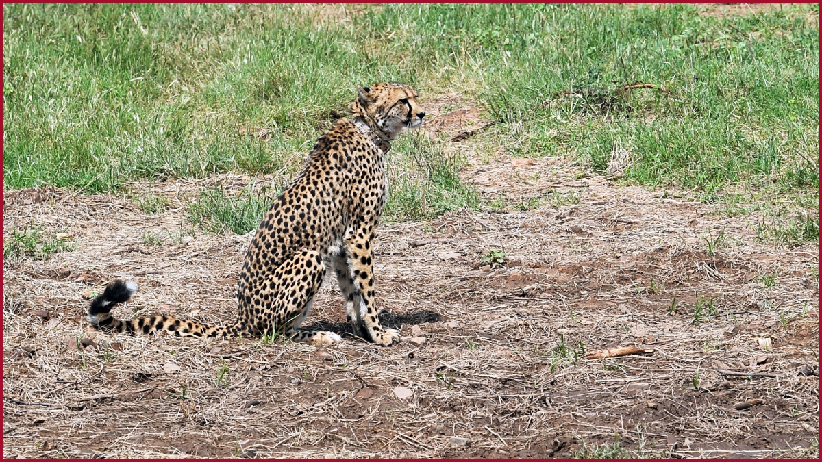 Male cheetah, Uday from South Africa dies in MP’s Kuno National Park