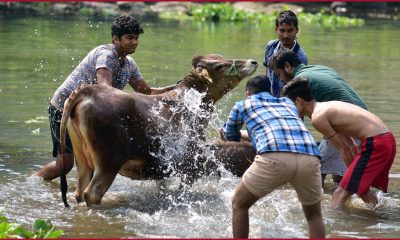 Goru Bihu 2023