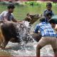 Goru Bihu 2023