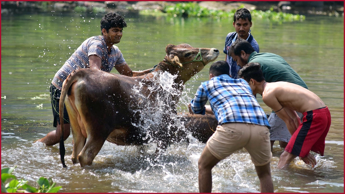 What is Goru Bihu? First day of Rongali Bihu and how Cow’s are given bath