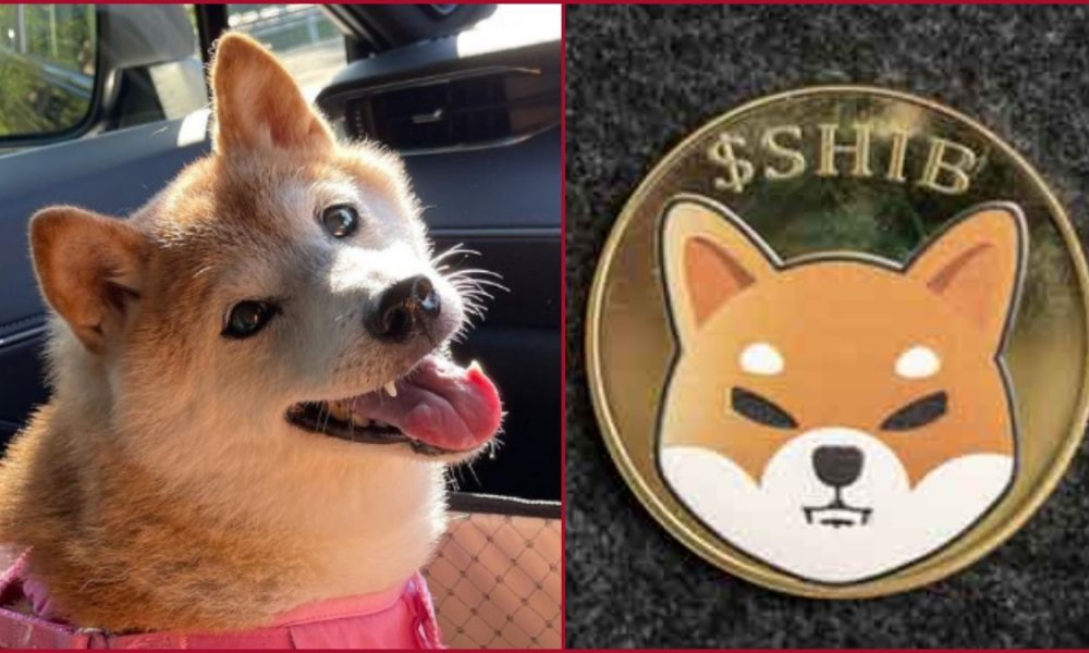 Dogecoin jumps to 30 percent after Twitter replaces logo to Shiba Inu; Know about Kabosu-reason behind the lucky hype