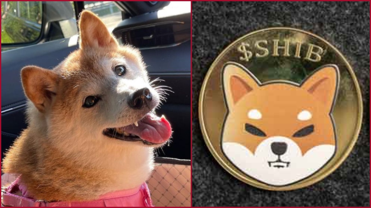 Dogecoin jumps to 30 percent after Twitter replaces logo to Shiba Inu; Know about Kabosu-reason behind the lucky hype