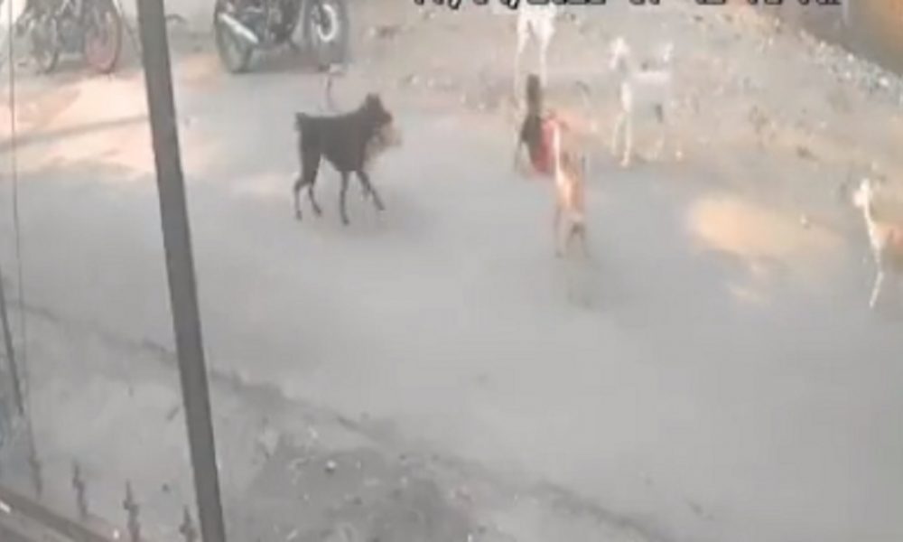 6-year-old attacked by stray dogs; brave mother comes to rescue; VIDEO is viral