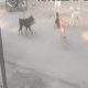 dog attack