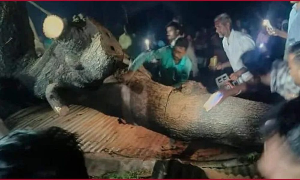 100-Year-old tree falls on tin shed: 7 killed, several other injured in Maharashtra’s Akola district